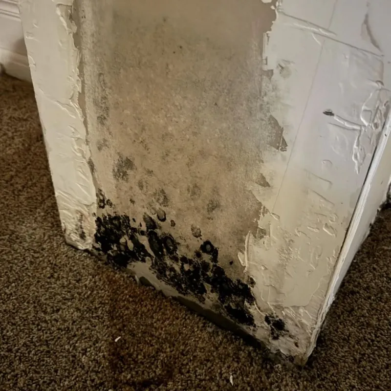 Professional Mold Removal in Decatur, MS